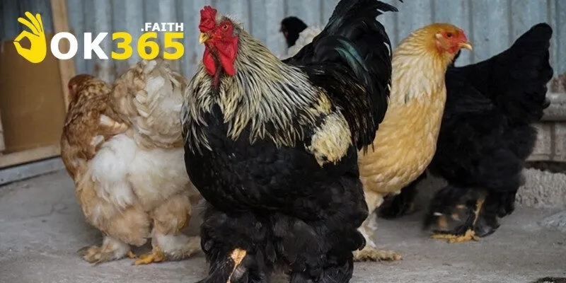 Gà Kỳ Lân Bí Ẩn Khiến Giới Chơi Gà Mê Mẩn Săn Tìm 4 Cách chăm sóc giống gà đúng kỹ thuật