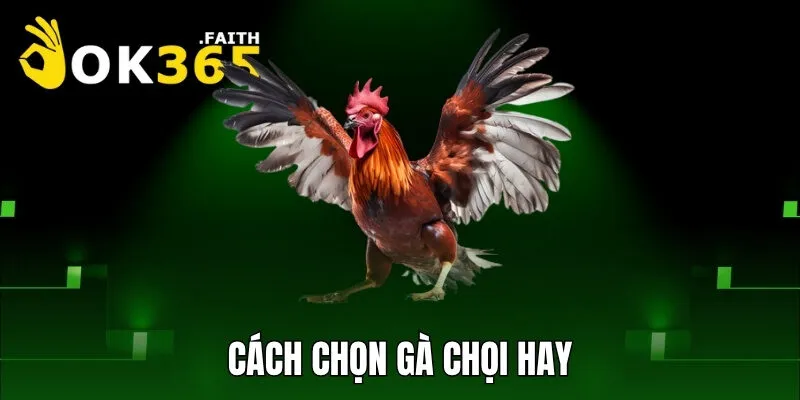 Cách chọn gà chọi hay