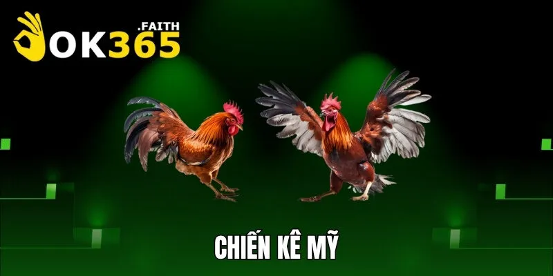 Chiến kê Mỹ