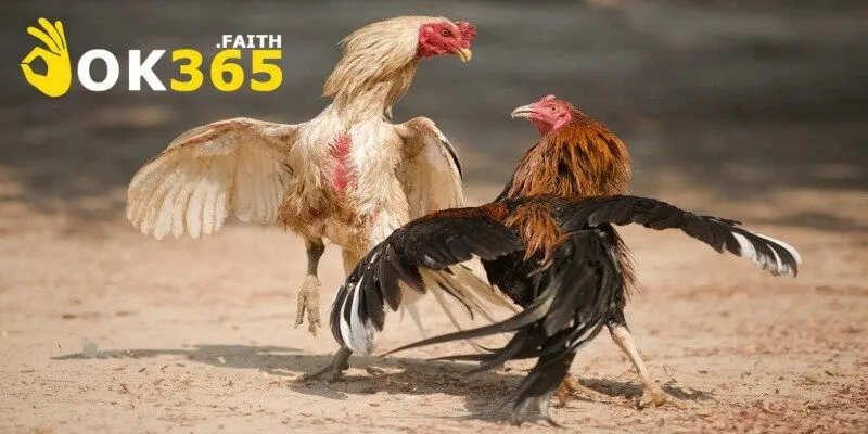 Chiến Kê Mỹ – Biểu Tượng Quyền Lực Trong Làng Đá Gà 4 Chú ý về chế độ ăn uống của những chiến kê