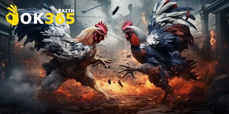 Chiến Kê Mỹ – Biểu Tượng Quyền Lực Trong Làng Đá Gà 3 Có nhiều dòng chiến kê để lựa chọn