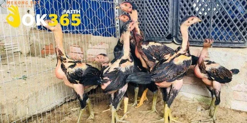 Giống Gà Đòn Mang Dòng Máu Chiến Kê Thượng Hạng Việt Nam 2 Đặc trưng hình thể và lối đánh gà đòn Việt