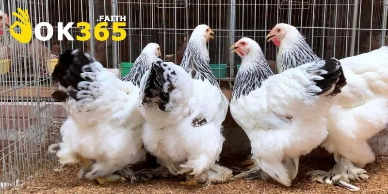 Gà Kỳ Lân Bí Ẩn Khiến Giới Chơi Gà Mê Mẩn Săn Tìm 3 Giống gà mang vẻ đẹp phong thủy và may mắn