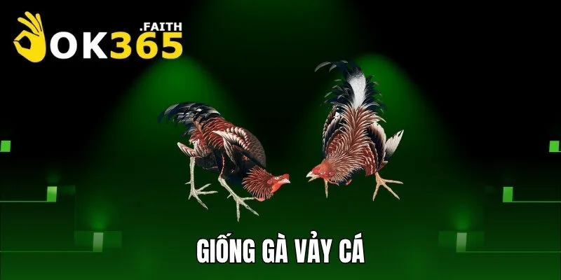 Giống gà vảy cá