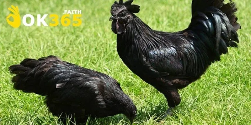 Gà Mặt Quỷ Có Gì Đặc Biệt Khiến Nhiều Đại Gia Săn Đón 4 Kỹ thuật nuôi gà hiệu quả, tiết kiệm