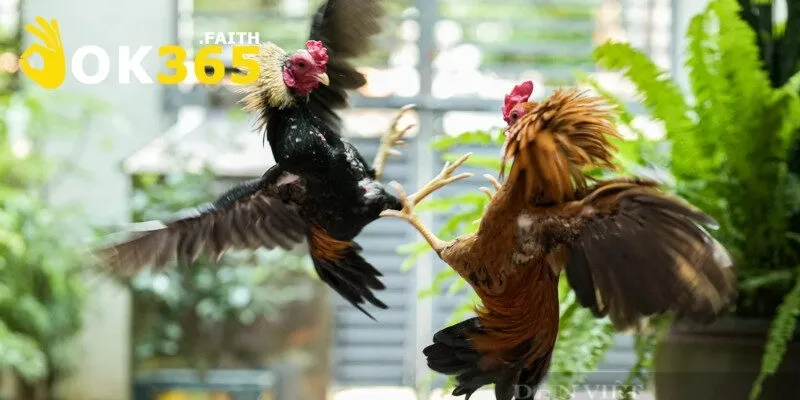 Những điều nên tránh khi chọn giống chọi thi đấu