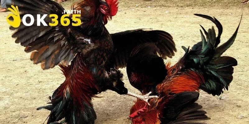 Đá Gà Cựa Sắt Miền Tây Cần Hiểu Rõ Luật Trước Khi Đặt Cược 3 Quy tắc phân định trong trận gà cựa sắt