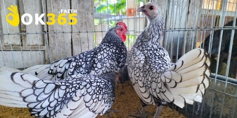 Giống Gà Vảy Cá Gây Sốt Thị Trường Nhờ Vẻ Ngoài Và Sức Chiến 3 Top dòng gà vảy cá nổi bật trên thị trường