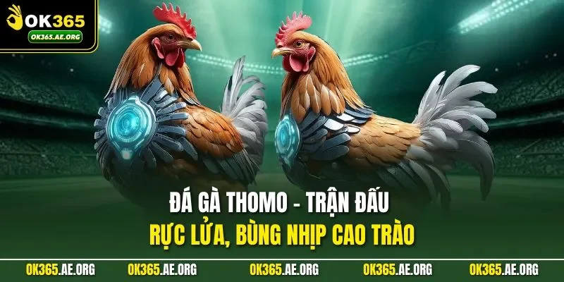 Đá gà Thomo mang đến trải nghiệm kịch tính