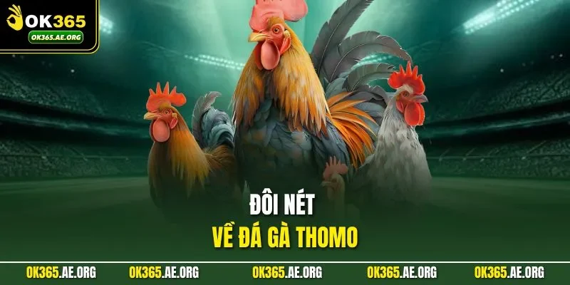 Đôi nét về đá gà Thomo