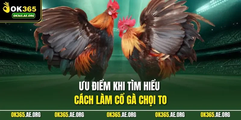 Ưu điểm khi tìm hiểu cách làm cổ gà chọi to